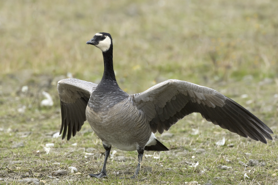 Bird Hybrids Barnacle Goose x Canada Goose