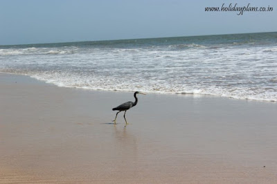 A bird spotted @ Madhavpur beach A bird spotted @ Madhavpur beach