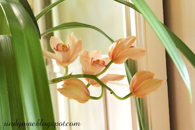 Cymbidium Orchid In Bloom