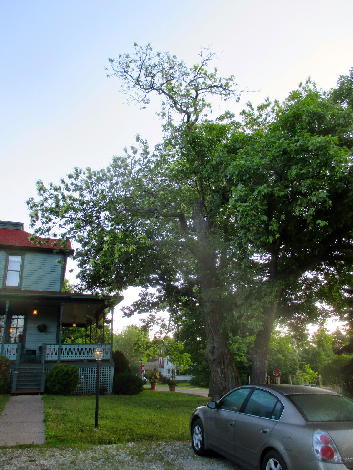 Art's Bayfield Almanac BAYFIELD'S RARE AND ENDANGERED AMERICAN