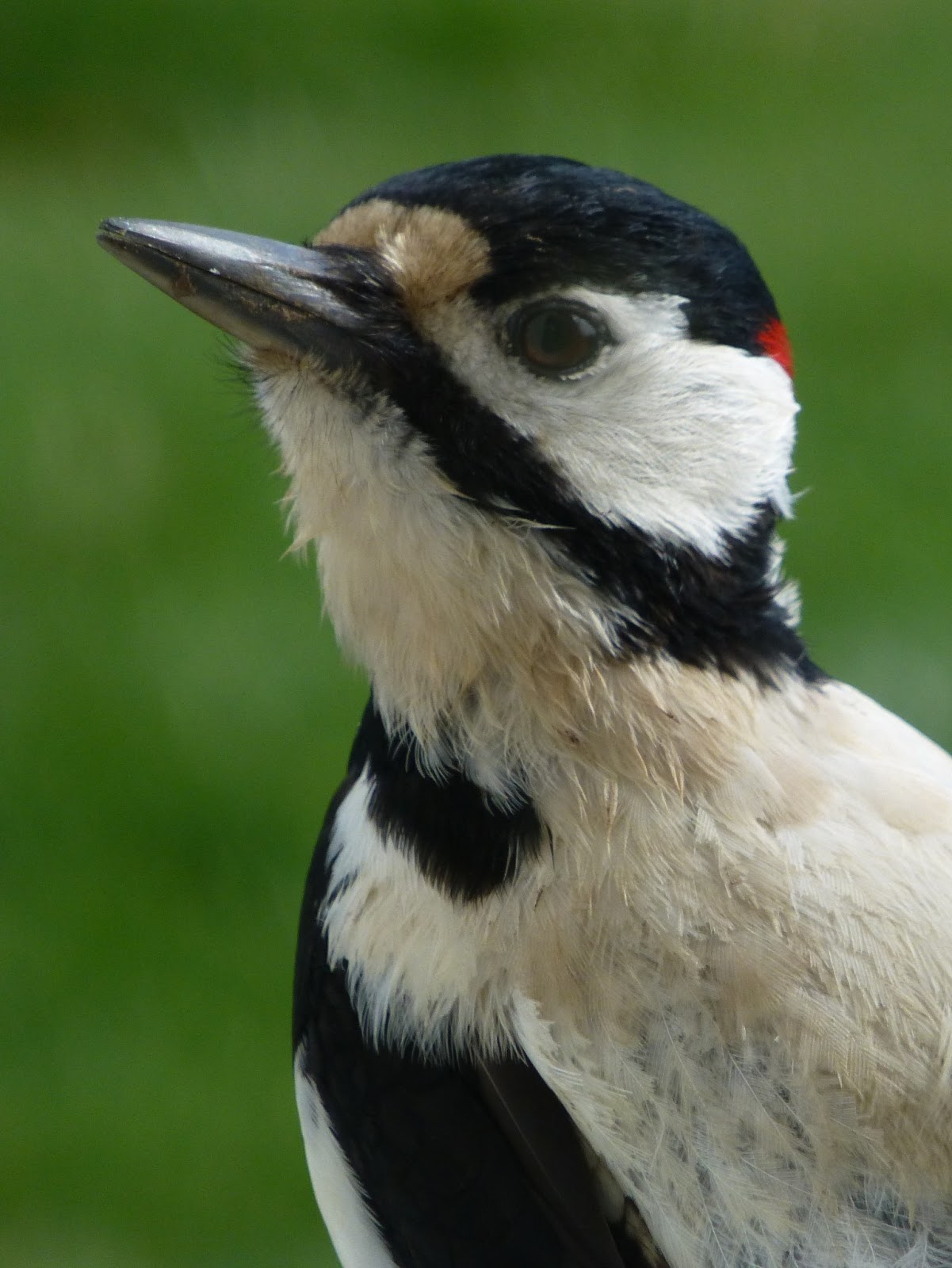Fair Isle: Great Spotted Woodpecker
