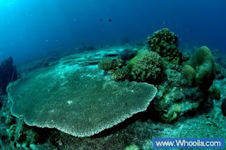 003+DSC 1246 2+ +Whooila.com Foto/Gambar Pemandangan Indah dibawah Laut Pulau Anambas