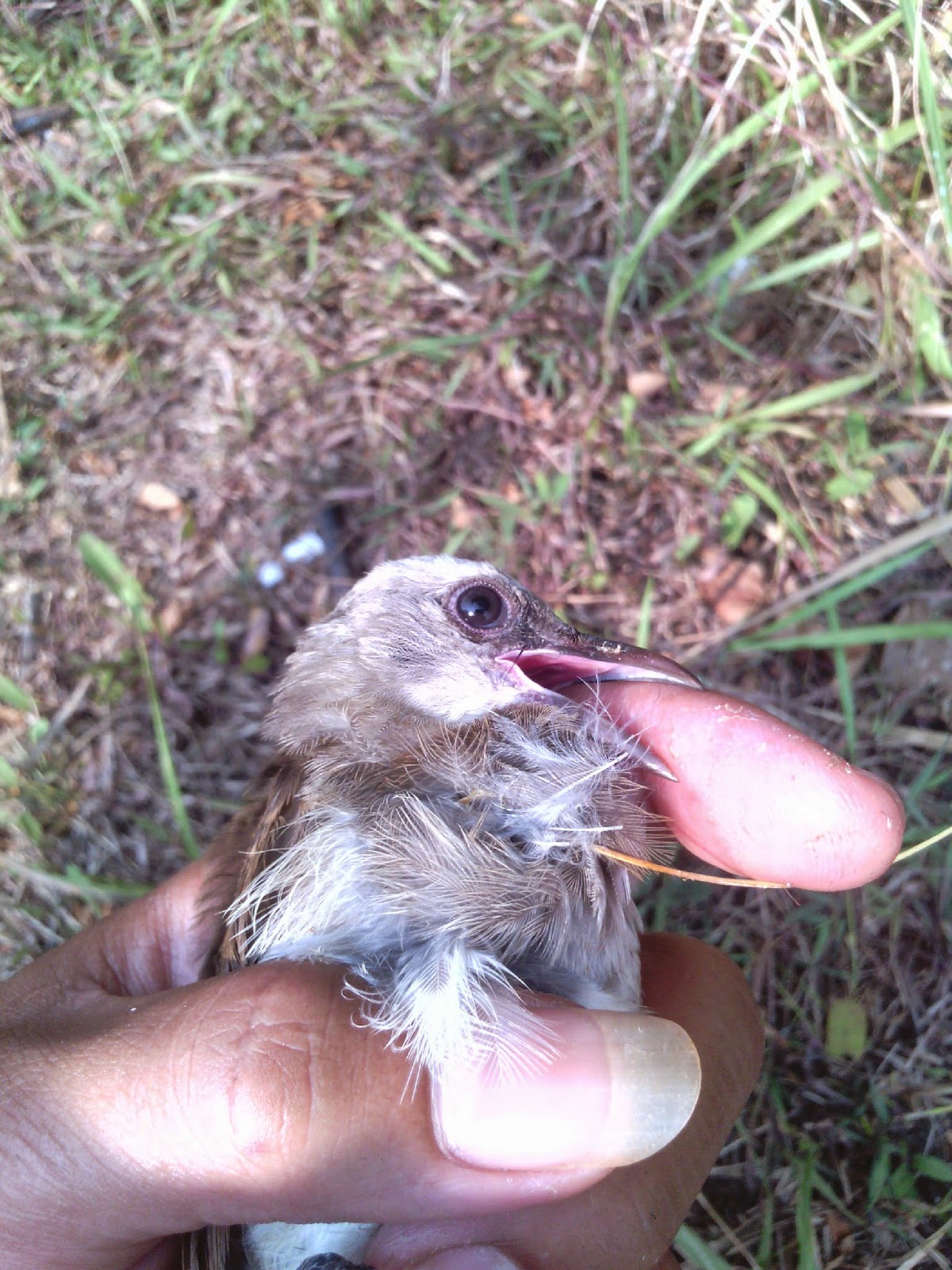Membuat Gelang Untuk Burung | gedebus mrupus cara menangkap anak burung di alam Membuat Gelang Untuk Burung | gedebus mrupus cara menangkap anak burung di alam