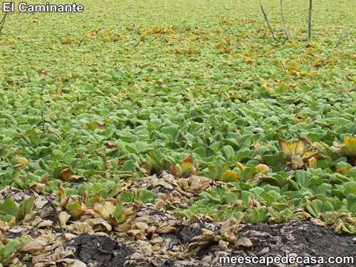 Plantas acuáticas en la laguna Ricuricocha (San Martín, Perú) - 2 Plantas acuáticas en la laguna Ricuricocha (San Martín, Perú) - 2