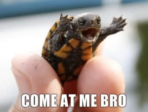 [Image: come-at-me-bro-turtle.jpg]