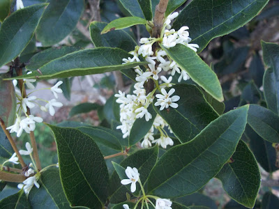 Sweet Olive Tree Osmanthus fragrans This is probably what heaven