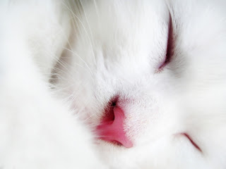 Beautiful white cat in sleeping Wallpaper HD