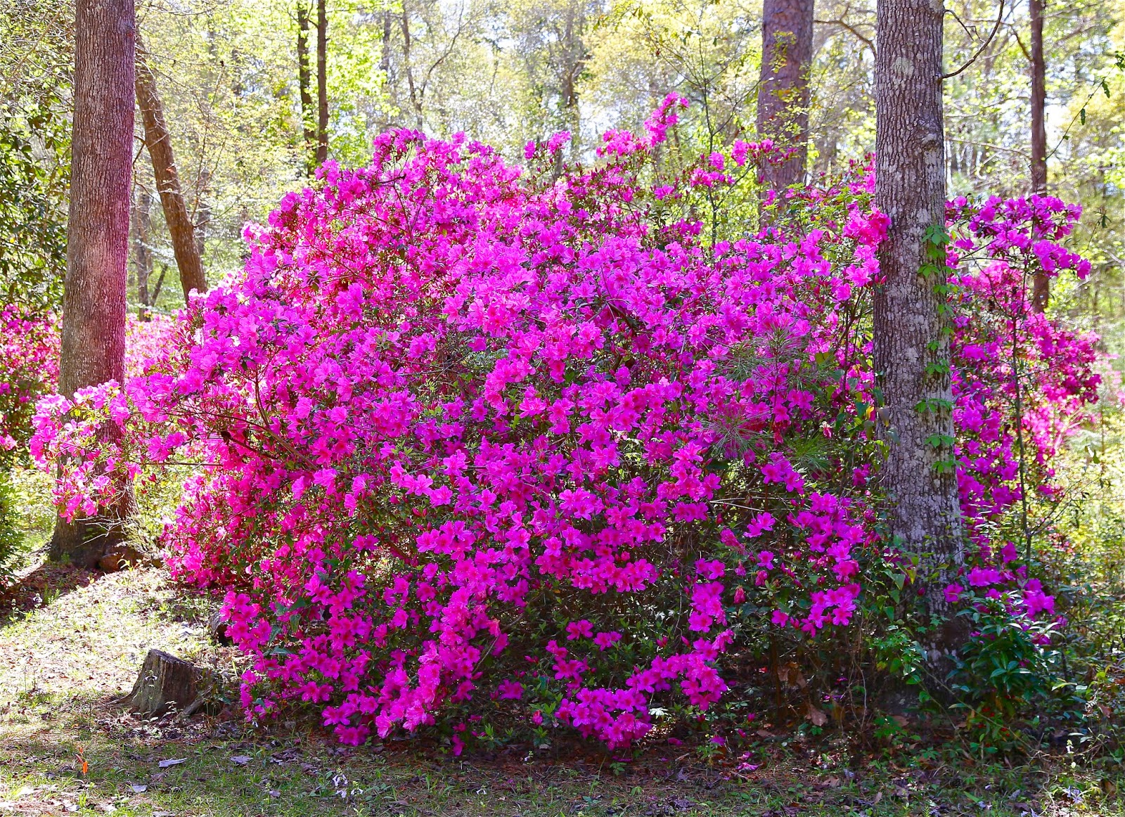 Sweet Southern Days The Azaleas Are Blooming