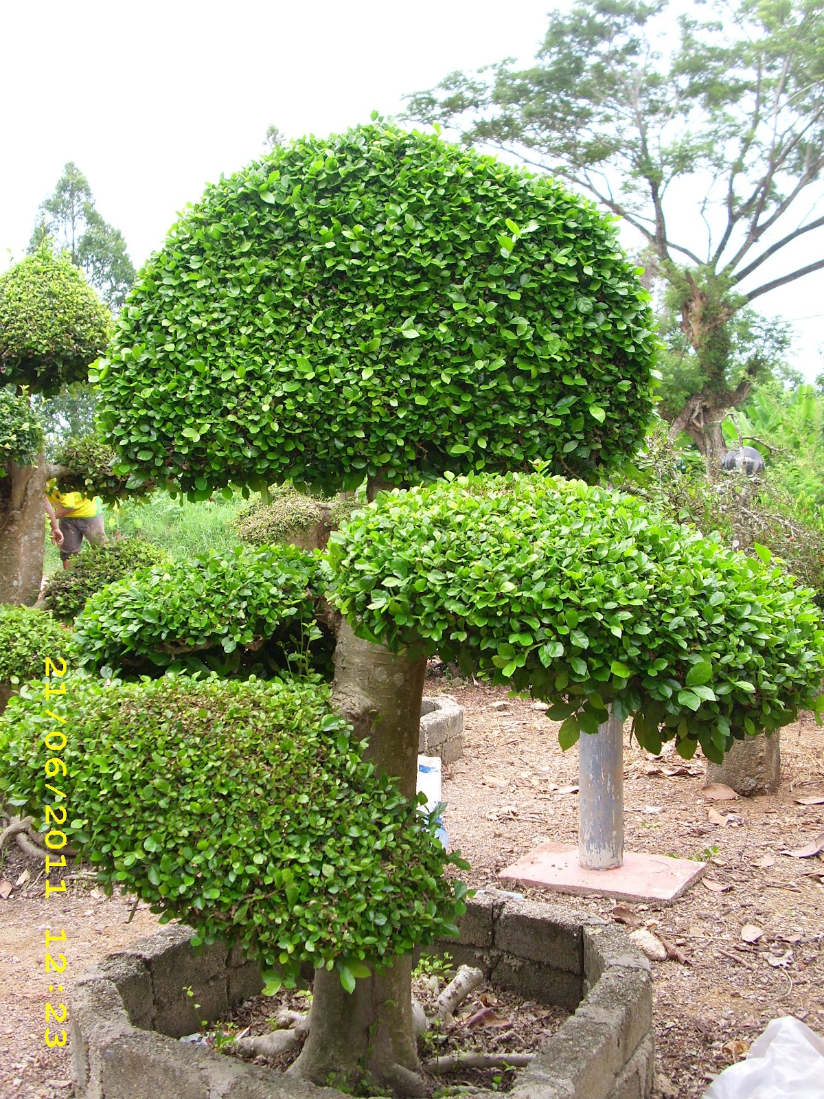 Pokok Bonsai: Pokok Kesinai