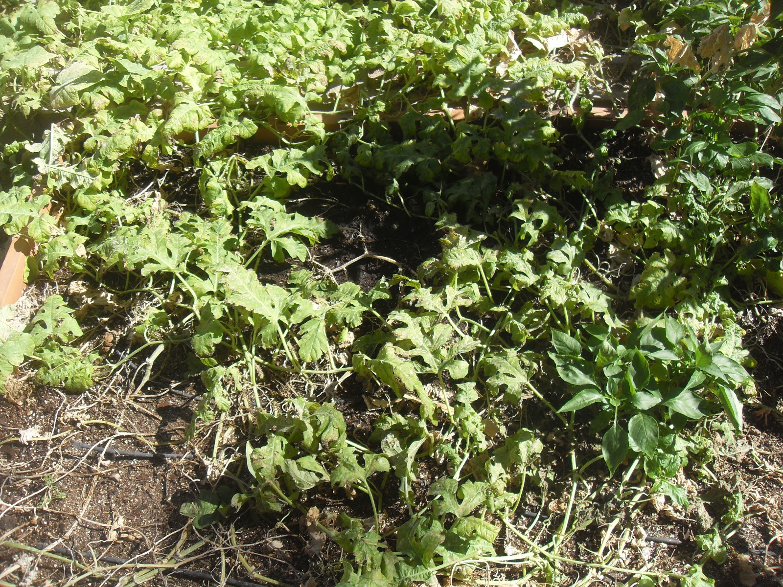watermelon vine pictures