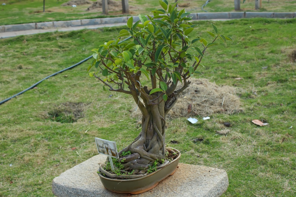 Journeys across Karnataka Bonsai Garden at Lalbagh