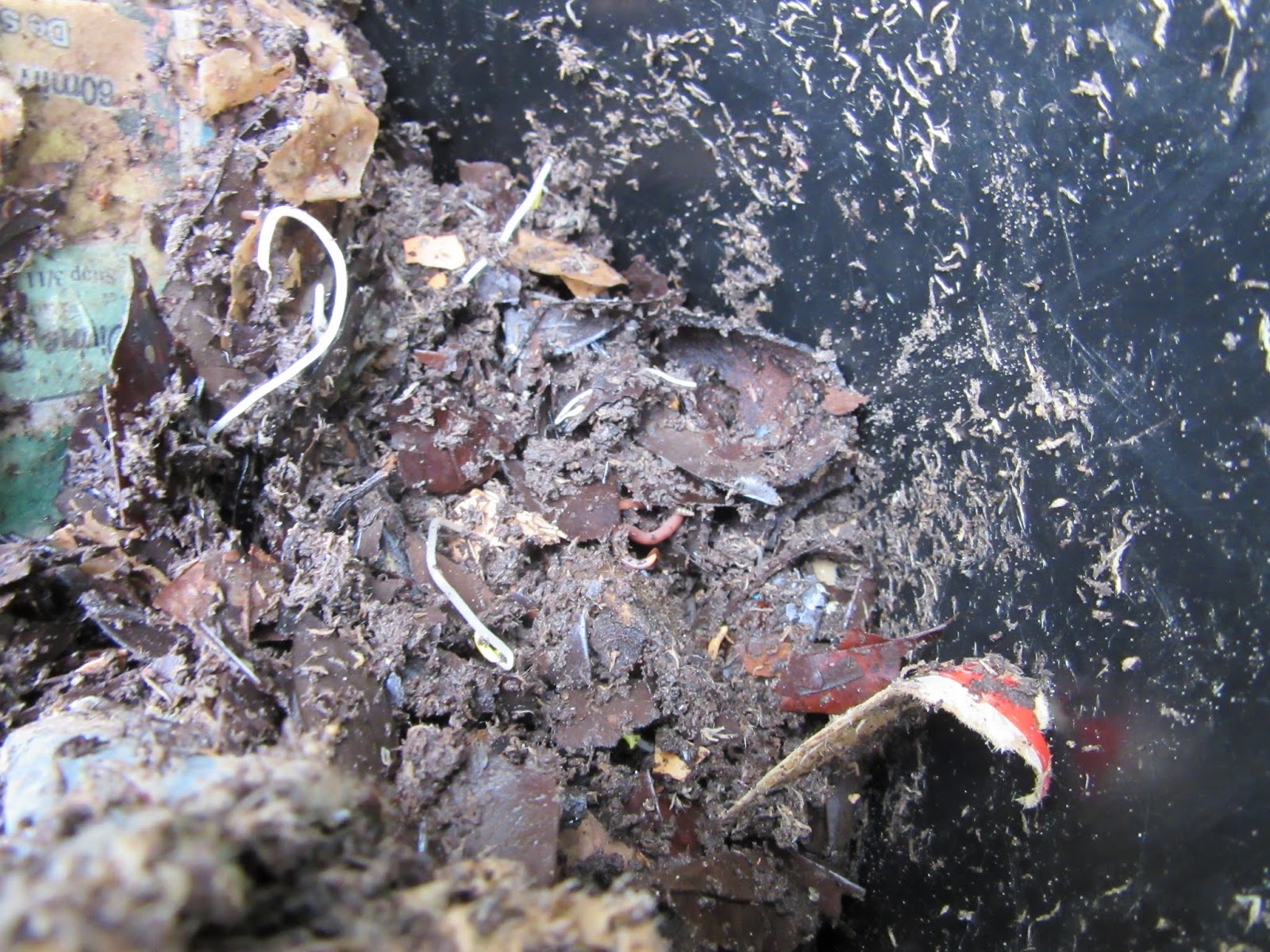 Africanaussie One year in, an update on my in ground worm buckets