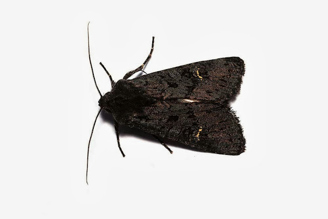 Black Rustic - Top view - Photographed in Milton Keynes Black Rustic - Top view - Photographed in Milton Keynes