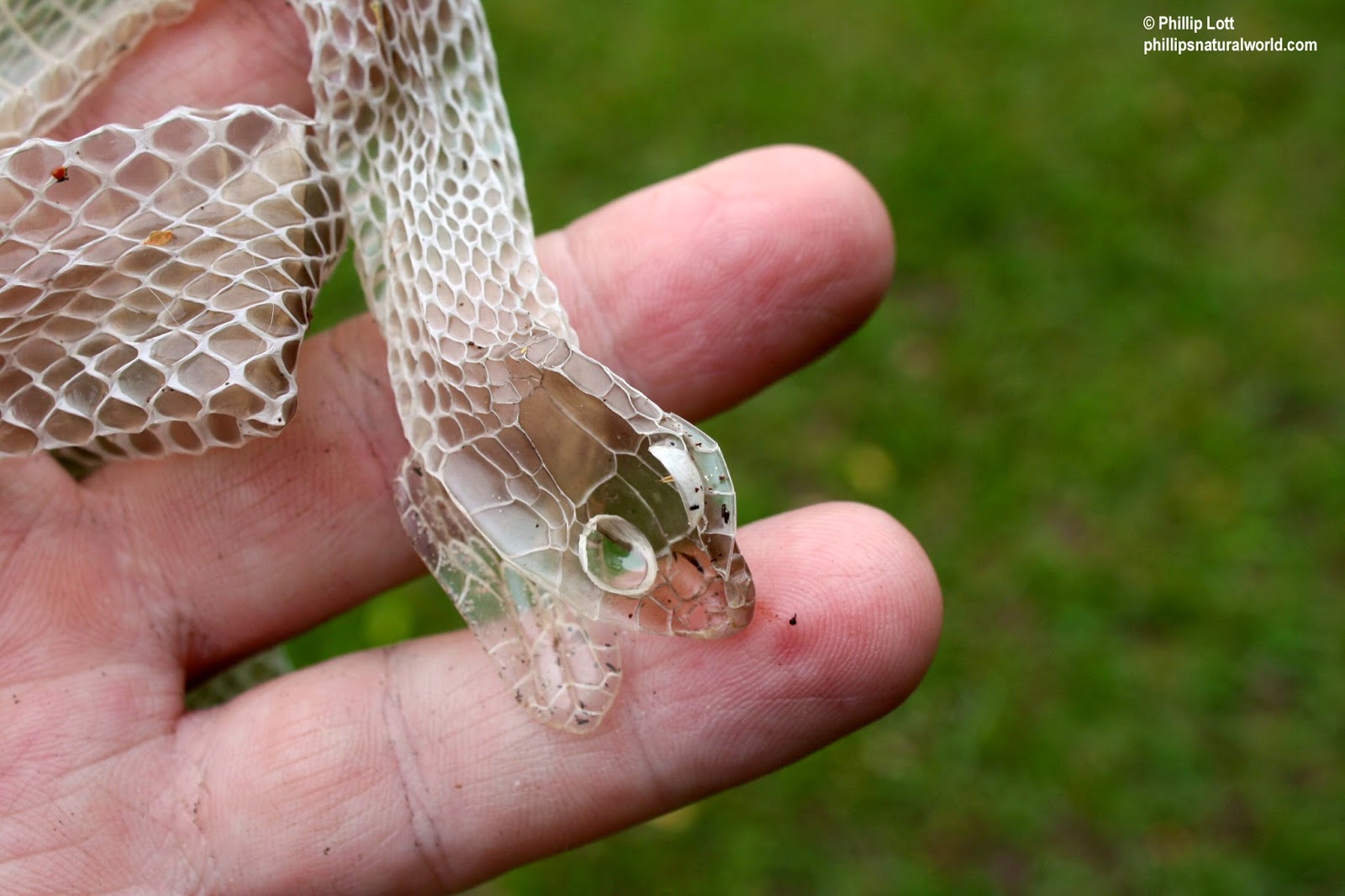 Phillip's Natural World Concertina Florida Water Snakes