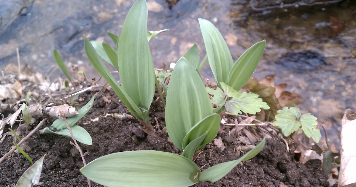Erica's Kitchen Baby Ramps 2012!!