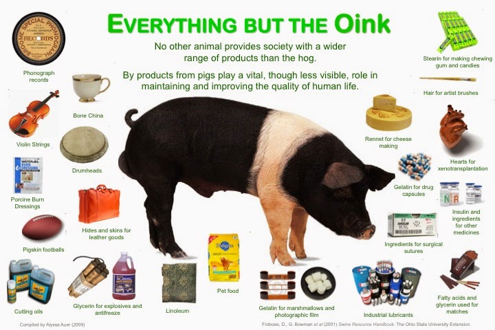 Why Do Organisms Need To Digest Food Why Do Organisms Need To Digest Food