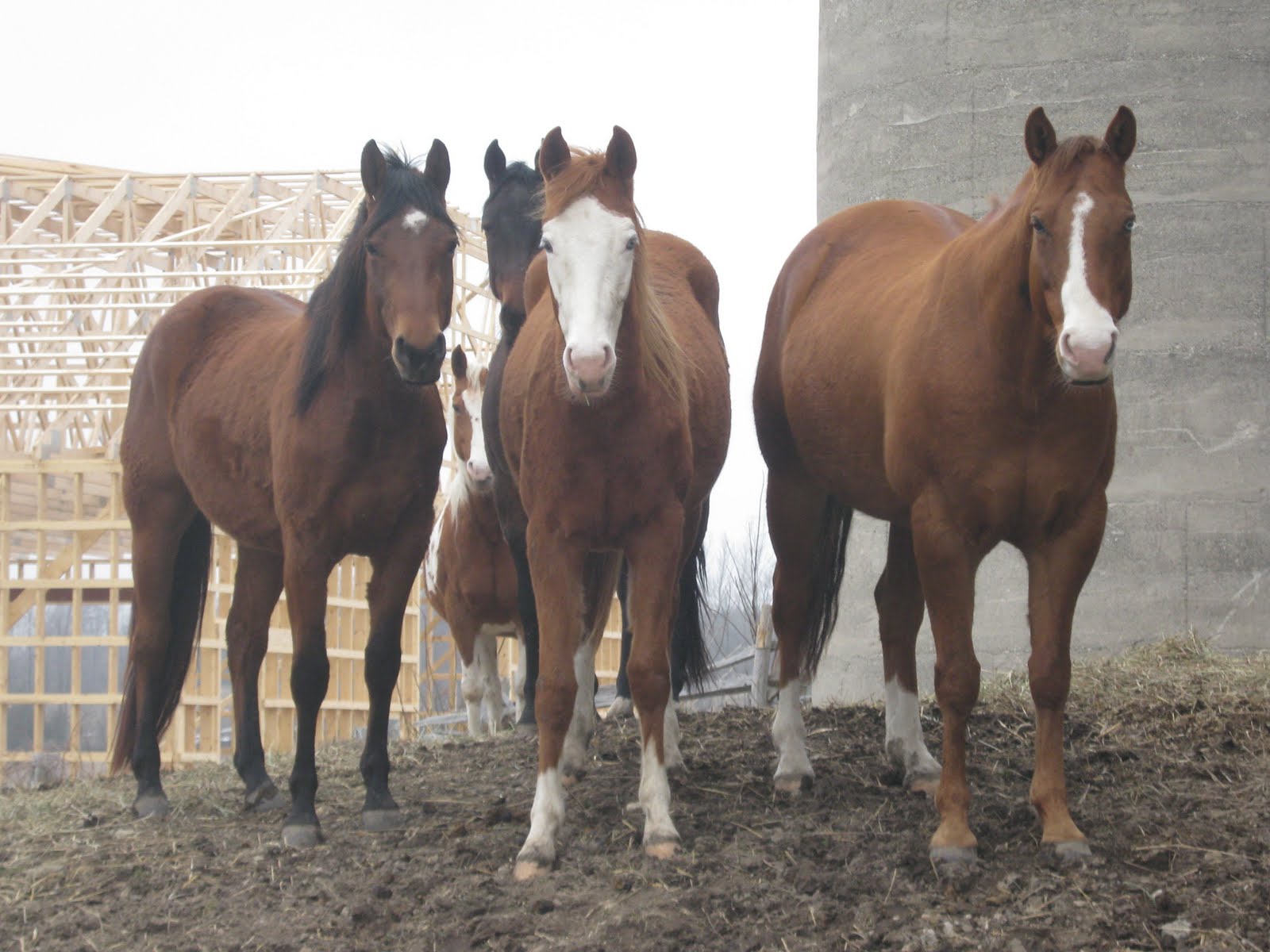 Foundation Reining Training Centre Horses 4Sale
