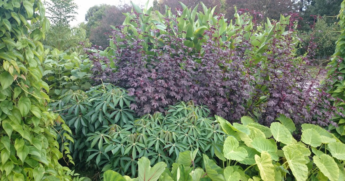 People, Plants, Landscapes Growing Cassava or Manioc in Melbourne