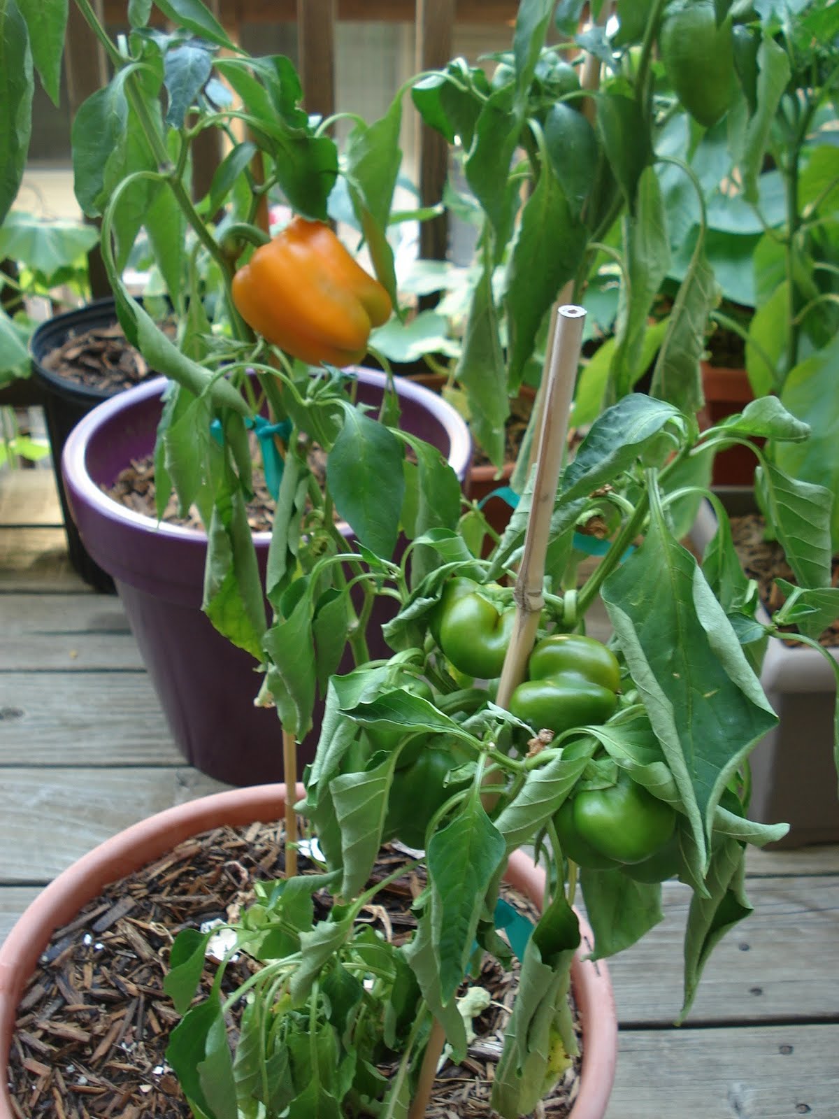 Bumble Lush Garden: The 2011 Pepper List