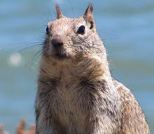 Friendly Squirrel at Richmond Marina