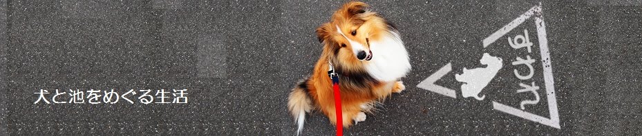 犬と池をめぐる生活