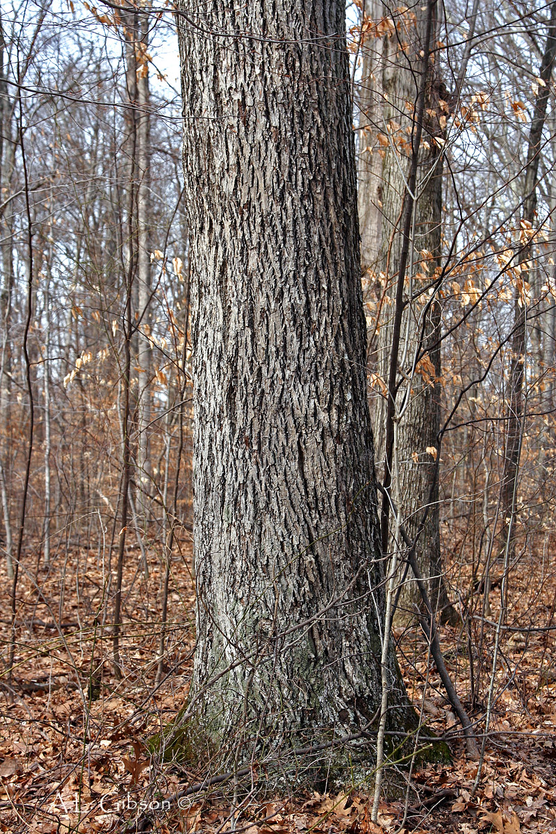 bark hickory bitternut carya hickories learn care