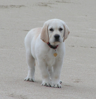White-Labrador-Puppy-Hank3-0
