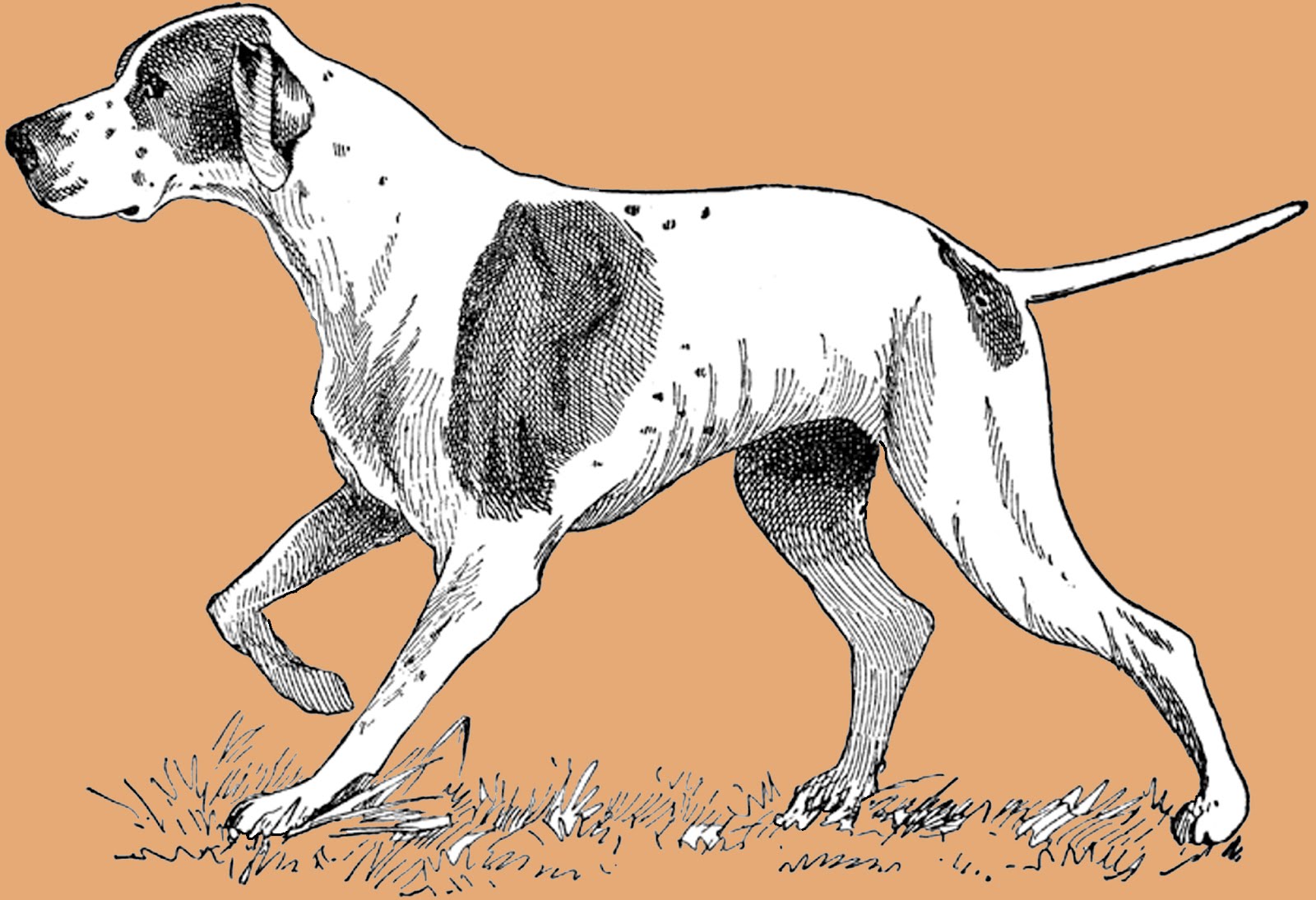 **FREE ViNTaGE DiGiTaL STaMPS** Free Vintage Digital Stamp Dog