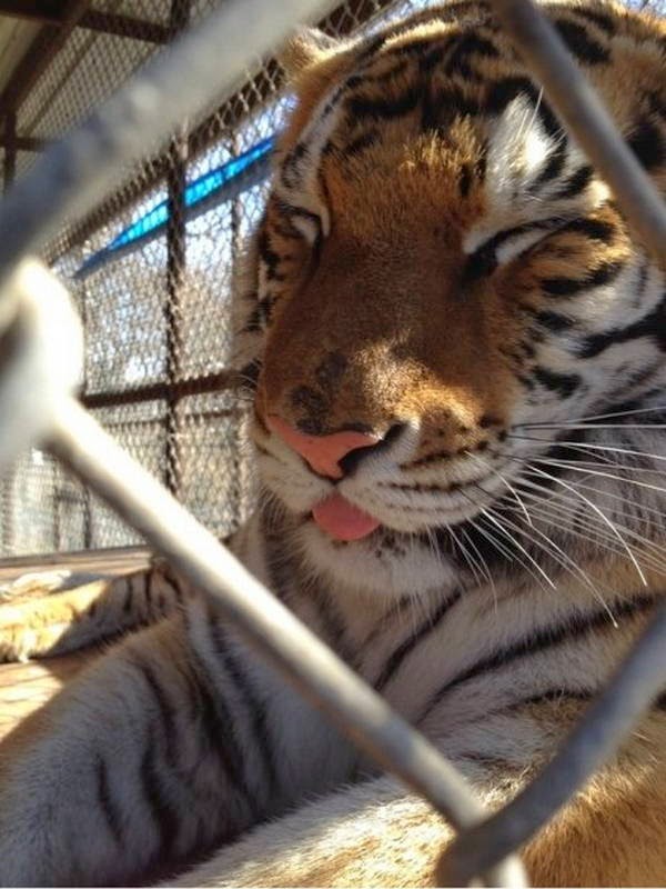 Funny animals of the week - 28 March 2014 (40 pics), tiger sticks its tongue out
