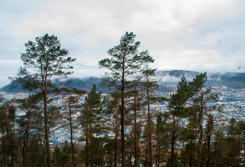 Trees and view from mount floyen in bergen norway Trees and view from mount floyen in bergen norway