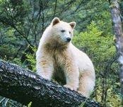 spirit bear