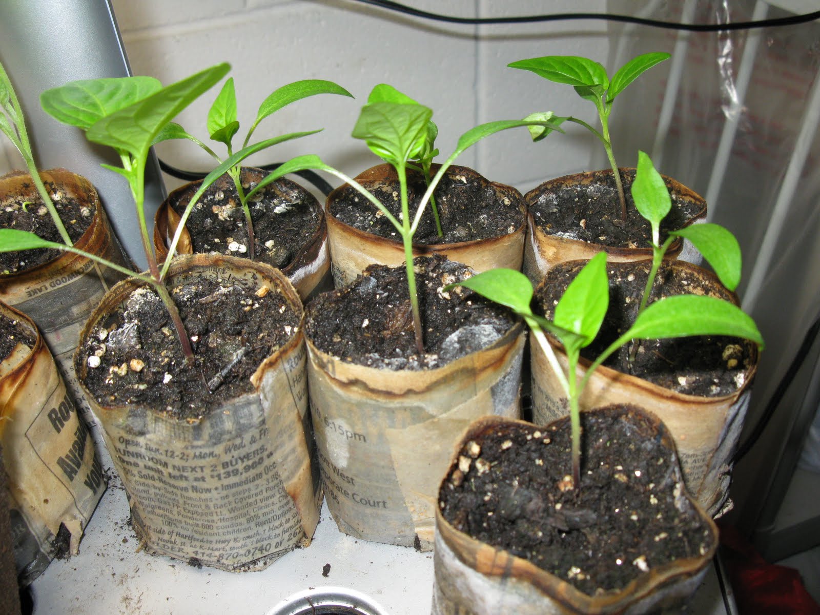 Today's Kitchen Garden