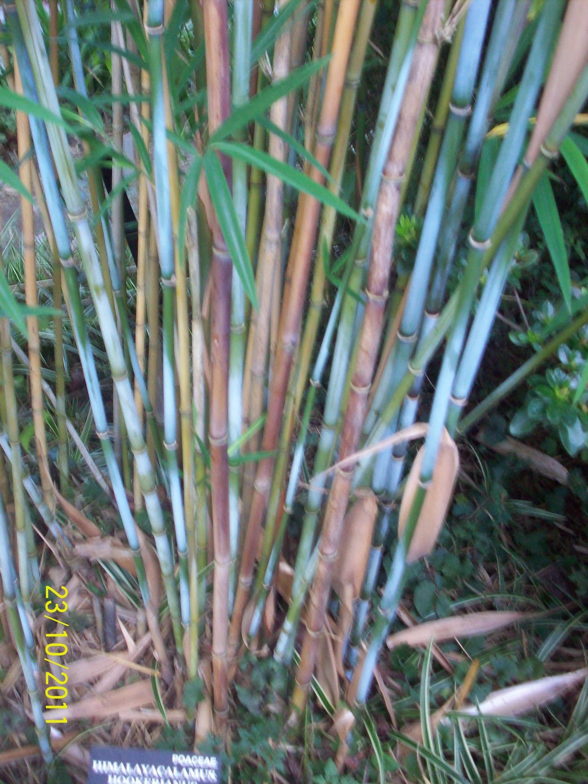 blue bamboo