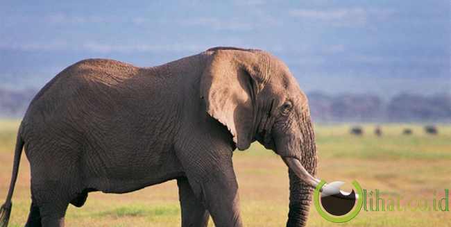 Gajah Sumatera 