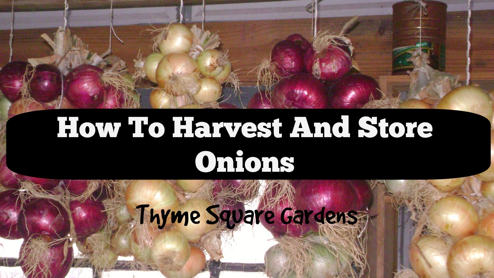 TSG How To Harvest And Store Onions