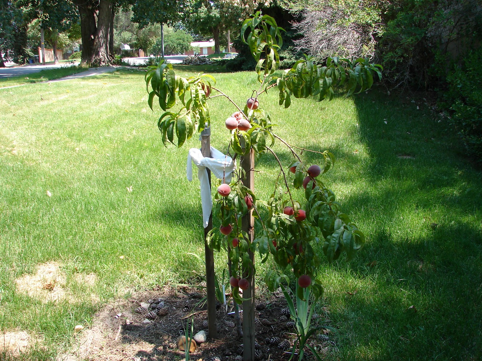 New Utah Gardener Peach Harvest Success!