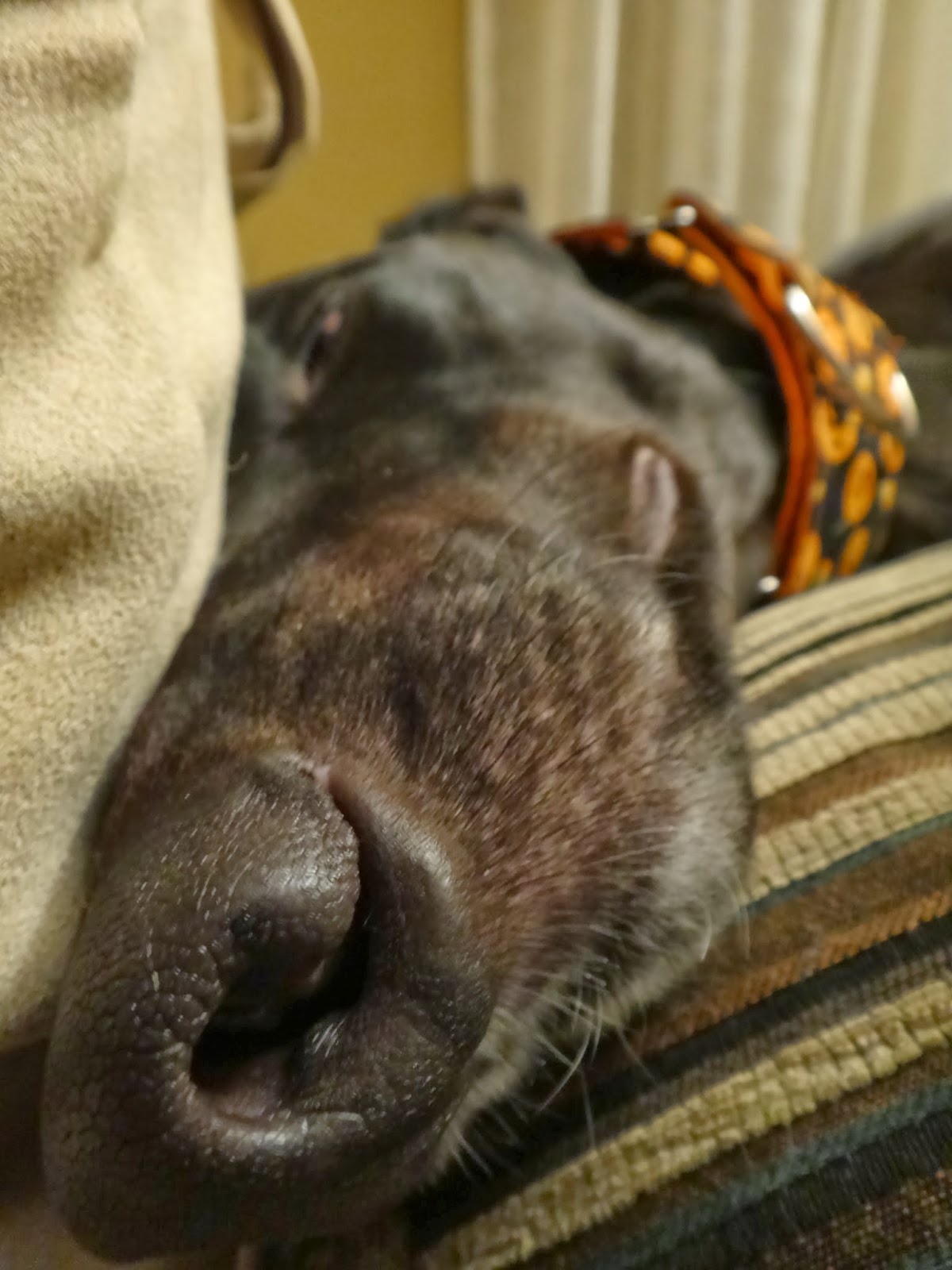 Northern Lights Greyhound Adoption Dog Blog Black Friday, Greyhound Style