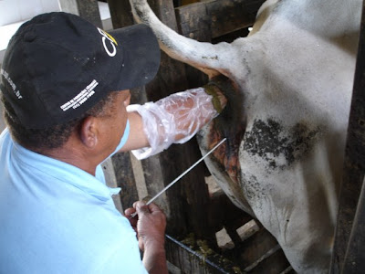 inseminação artificial em gado bovino