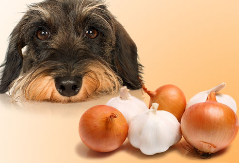 Are Onions Toxic To Dogs Reepinorlifescience Com