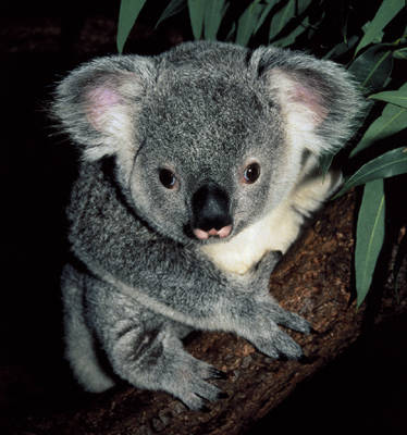 Koala Bear Adaptations