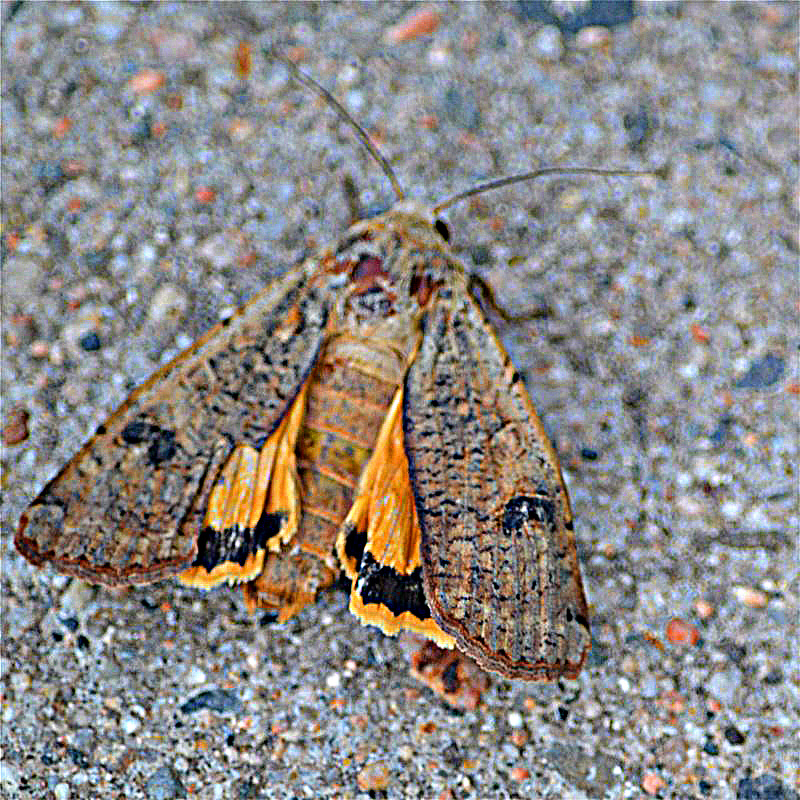 nature tales and camera trails Yellow Underwing Moth