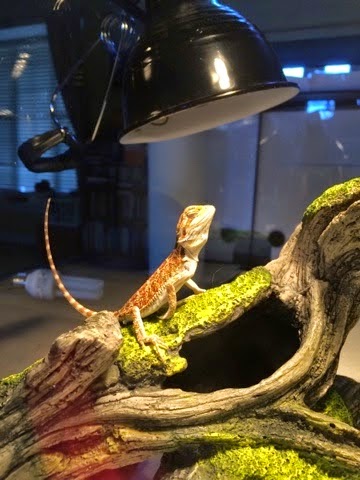 bearded rescue sarah dragon xena thrive failure