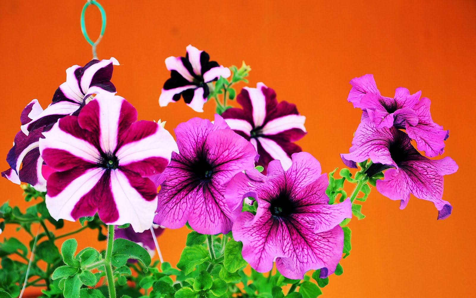 banco de imagenes gratis: Flores de Primavera - Petunias (Fondito de