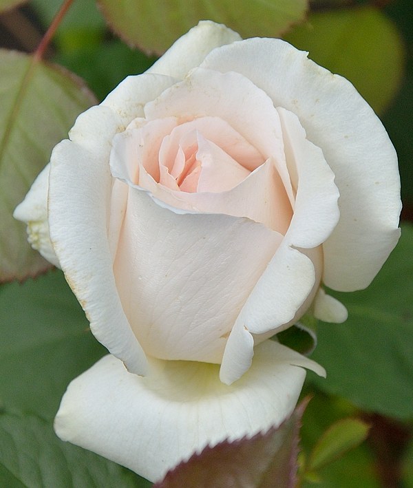 Хэлена - Розы - 60 фото