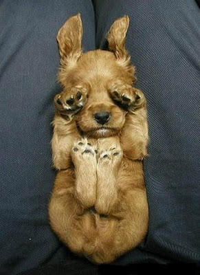 Small funny puppies puictures