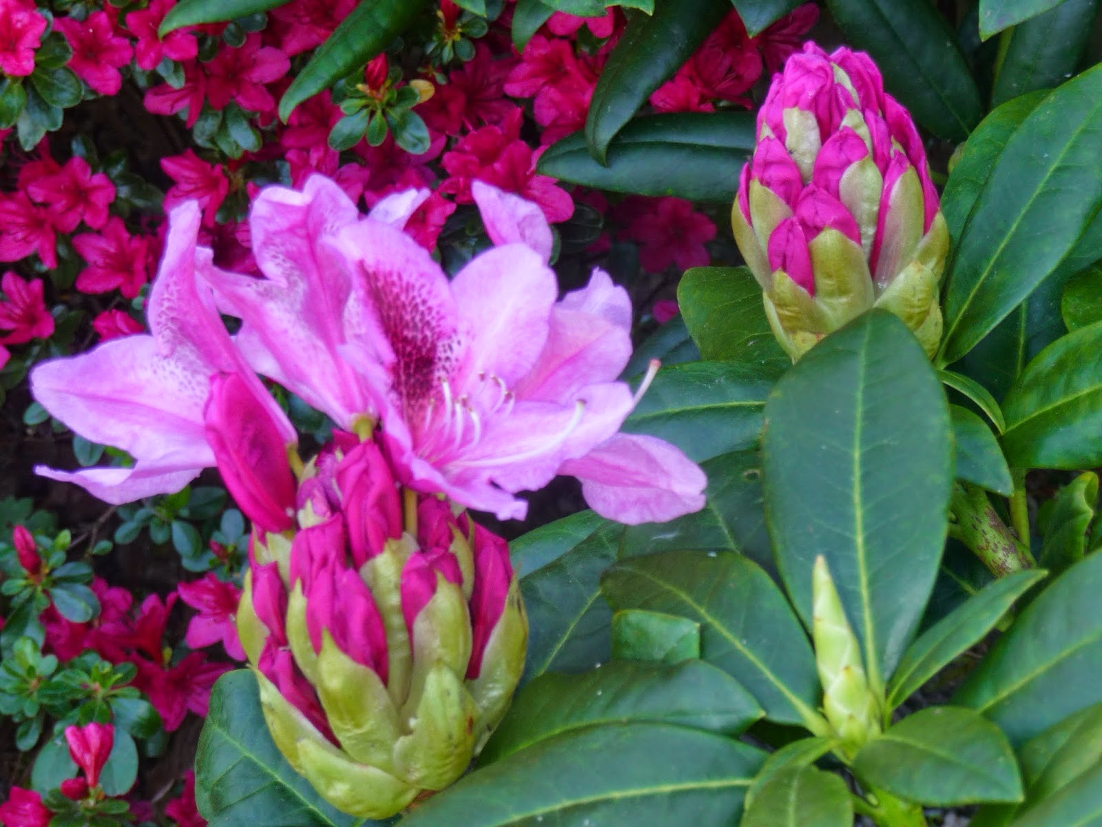 Les Elaeagnus Ebbingei