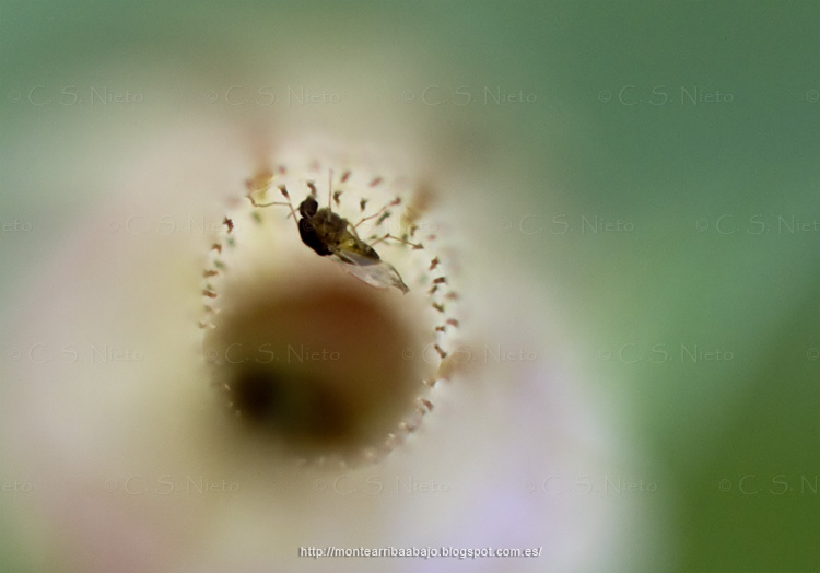 Mosca en Aristolochia paucinervis Mosca en Aristolochia paucinervis