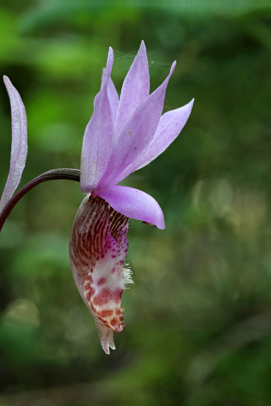 Native Orchids of the Pacific Northwest and the Canadian Rockies
