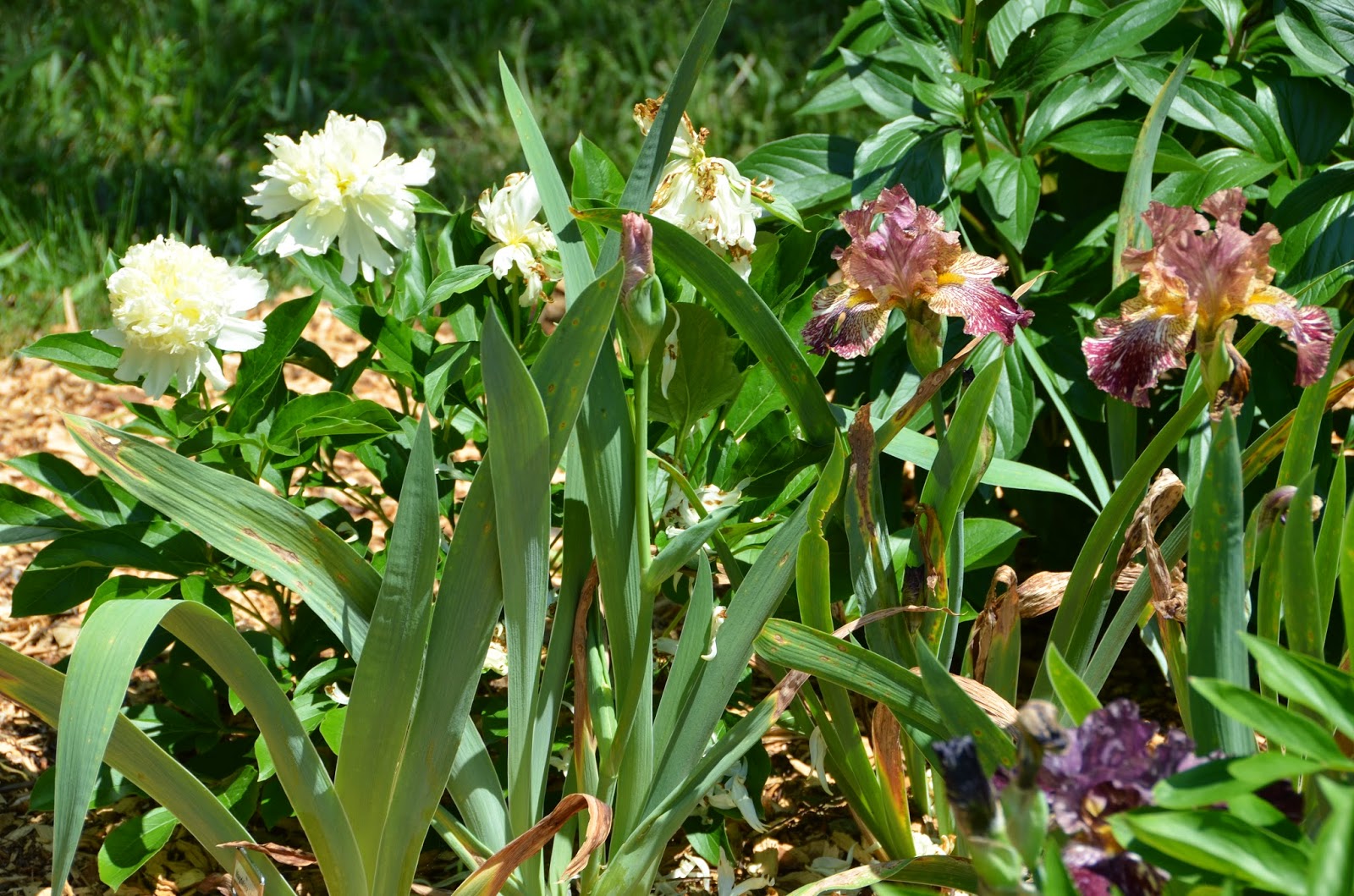 Southern Peony 2016 Peony Companion Plant Bearded Iris