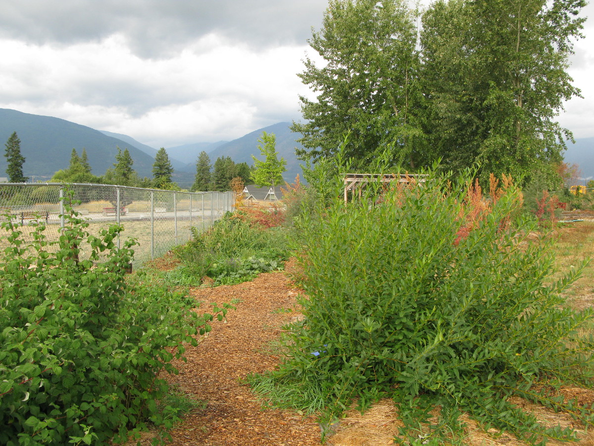 Willows Living Willow Fence Update